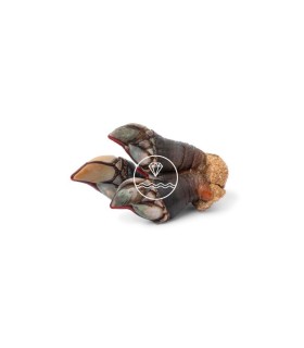 Percebe gallego gordo | comprar percebe online | comprar percebe gallego