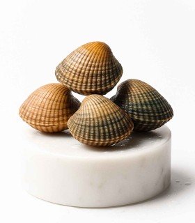 Berberecho gordo | Comprar berberecho | pescadería online