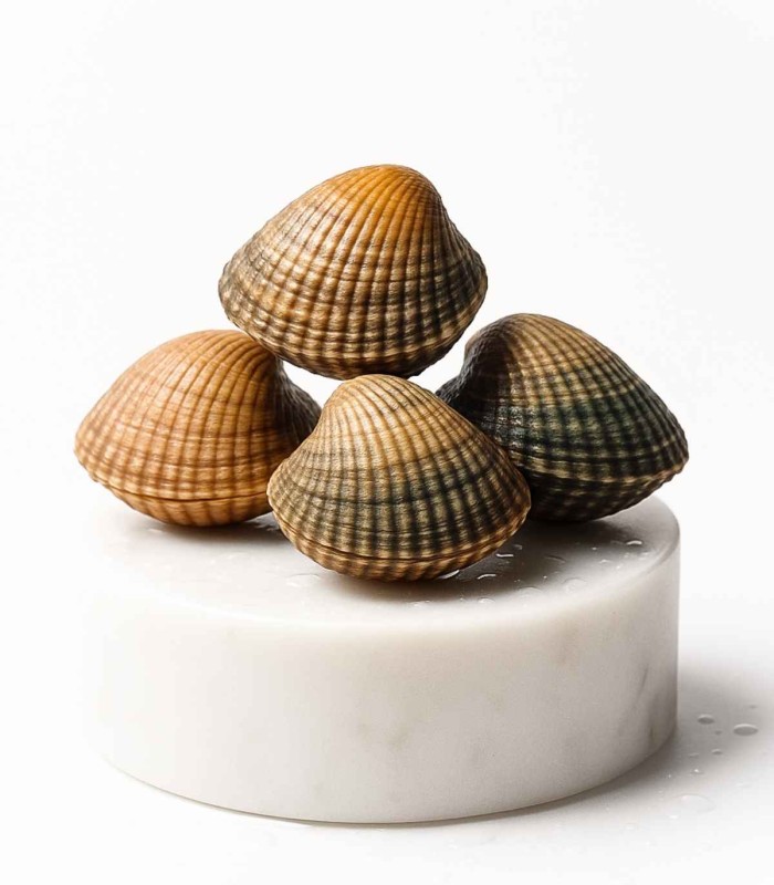 Berberecho gordo | Comprar berberecho | pescadería online