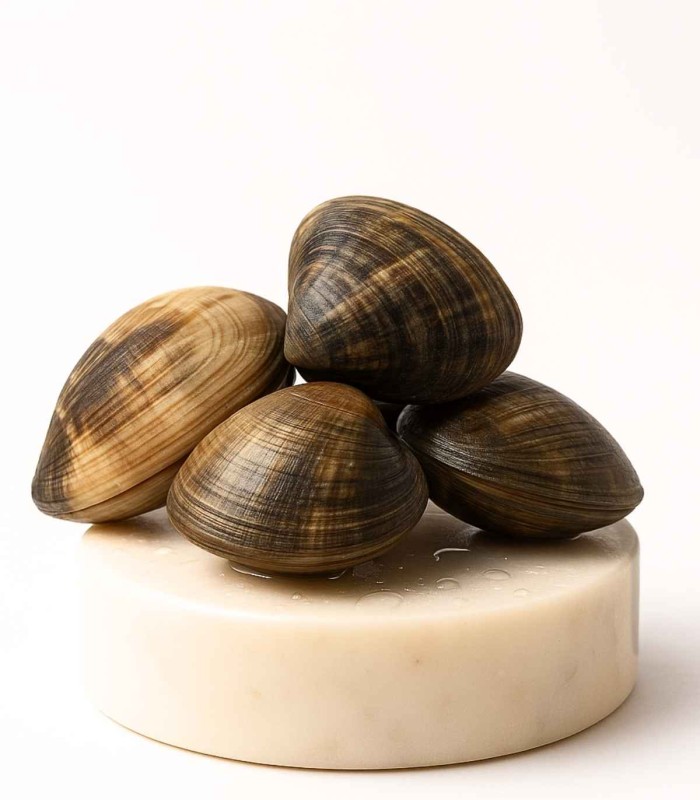 Comprar Almeja fina gallega extra+