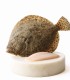 comprar rodaballo online