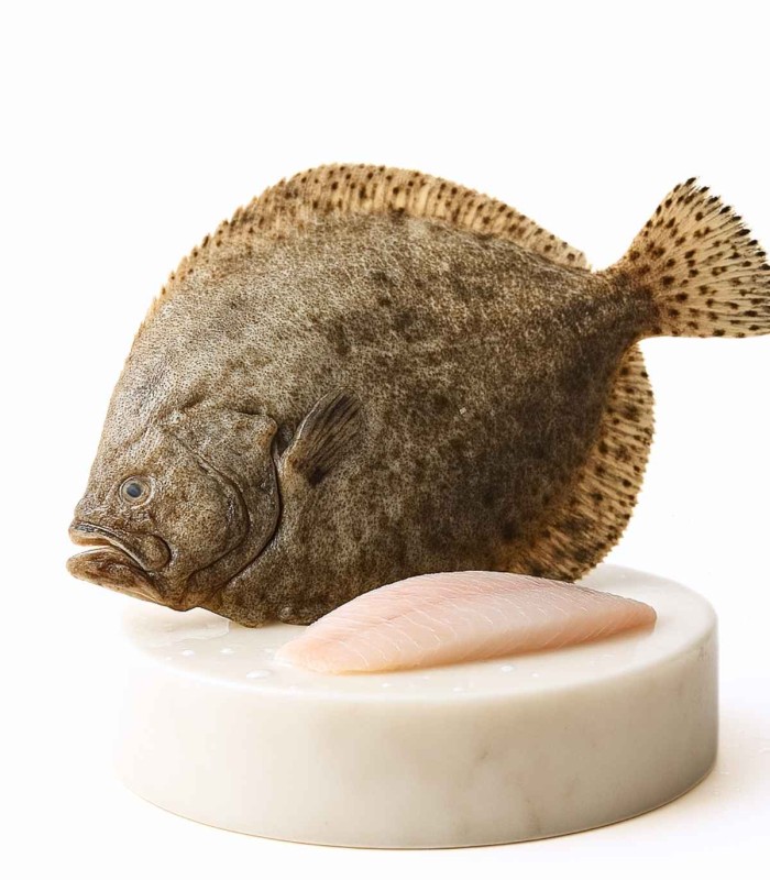 comprar rodaballo online