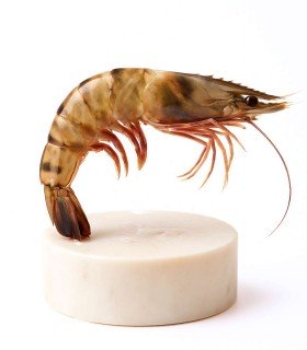 Langostino Tigre Grande | Fresco o Cocido | ¡Envío 24 horas!