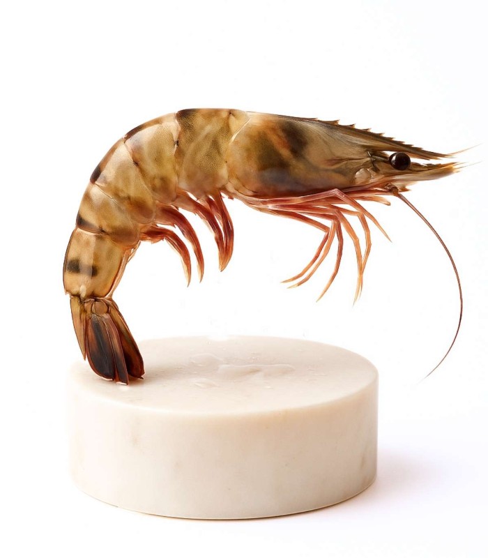 Langostino Tigre Grande | Fresco o Cocido | ¡Envío 24 horas!