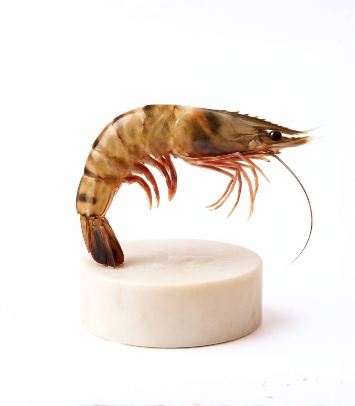 Langostino tigre de Huelva mediano