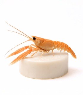 cigala pequeña del cantábrico