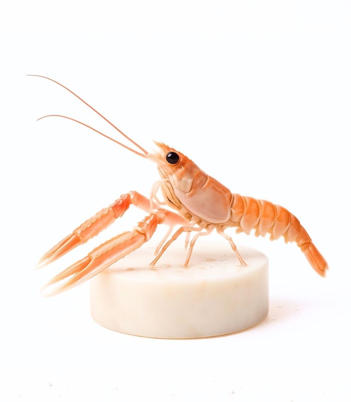 Cigala del Cantábrico mediana online