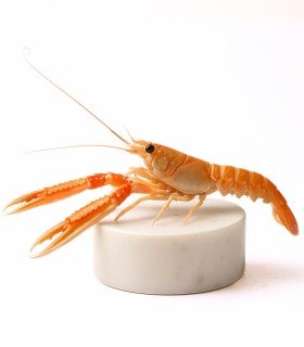 Comprar cigala del Cantábrico gorda