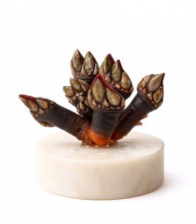 Percebe gallego especial | comprar percebe online