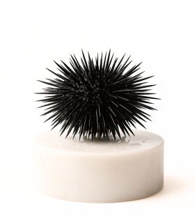 Comprar erizo de mar