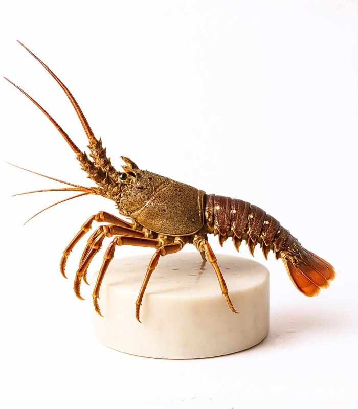 Comprar langosta real del Cantábrico