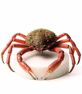 Centollo de las rías gallegas