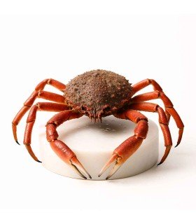 Comprar Centollo del Atlántico online