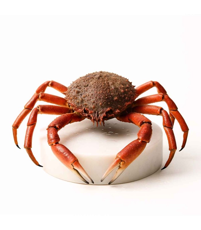 Comprar Centollo del Atlántico online