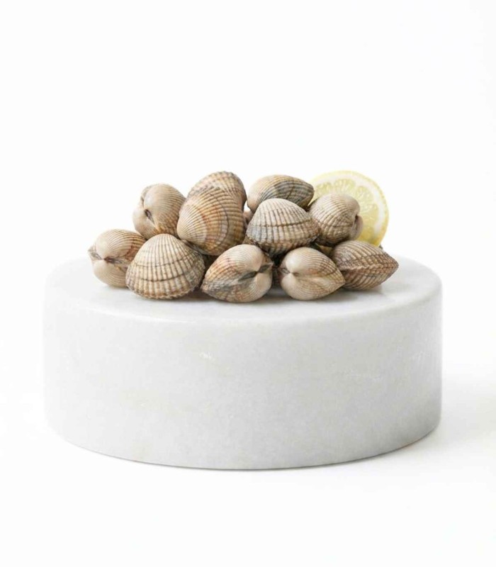 berberecho gordo gallego