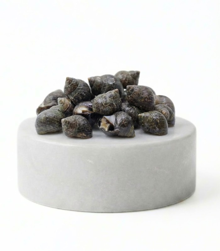 Comprar caracolillos o bígaros online | Pescadería online