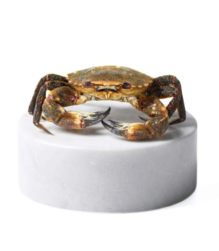 Nécora del cantábrico