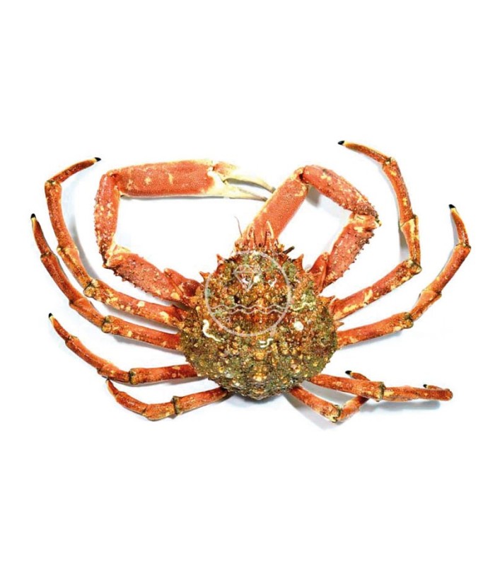 Comprar centollo del Atlántico