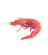 Gamba roja de Palamós