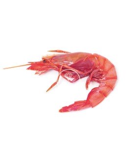Gamba roja de Palamós pequeña