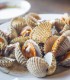 Comprar berberecho gordo online |Comprar marisco | ¡Envío en 24 horas!