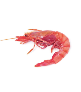 Gamba roja de Palamós especial