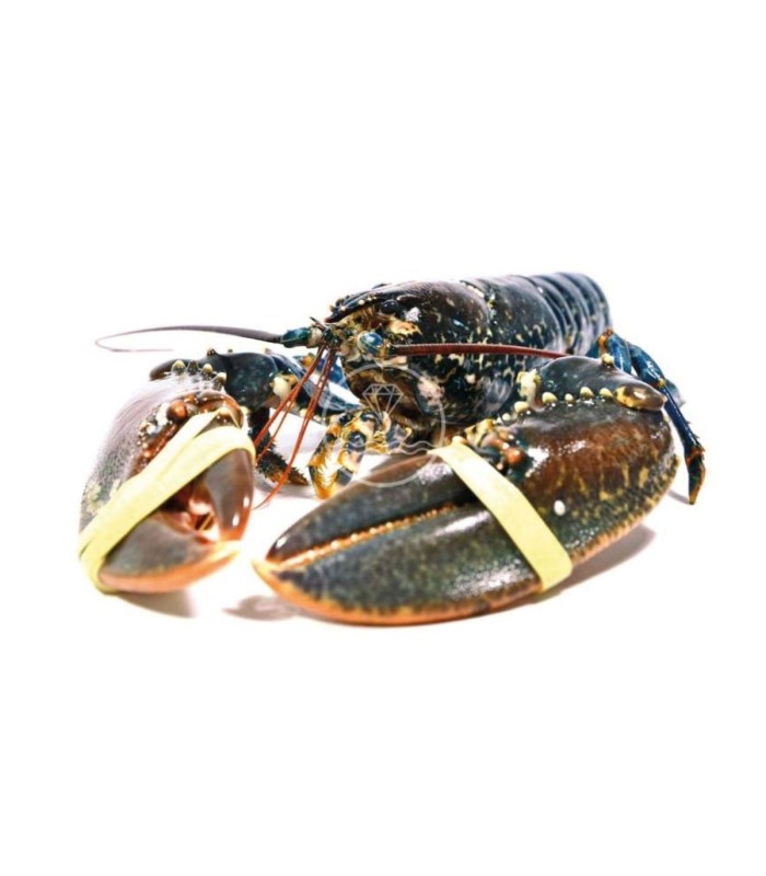 Comprar Bogavante del Cantábrico