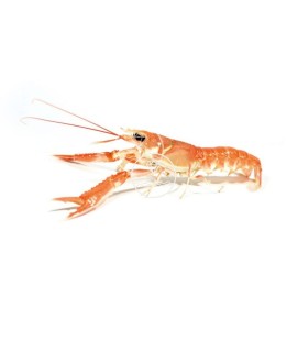 cigala pequeña del cantábrico