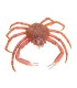 Comprar centollo del Atlántico