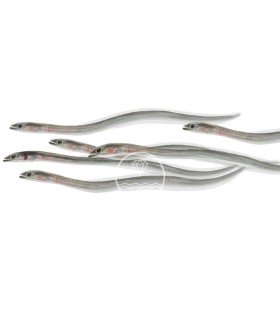 comprar Angulas de Aguinaga