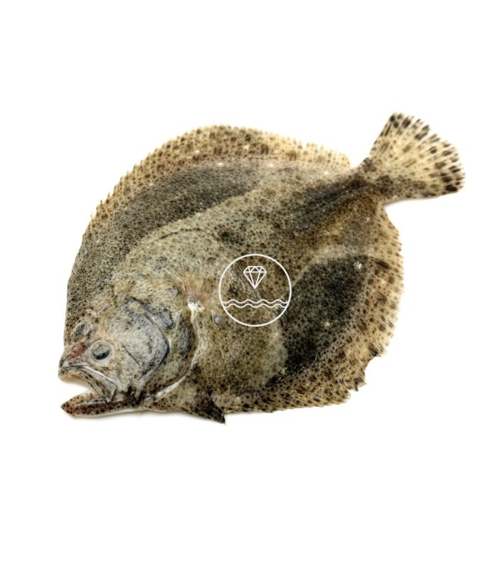 comprar rodaballo online