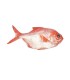 Comprar pescado rey online