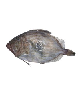 Comprar gallo san Martín o san Pedro online