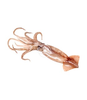Comprar calamar online