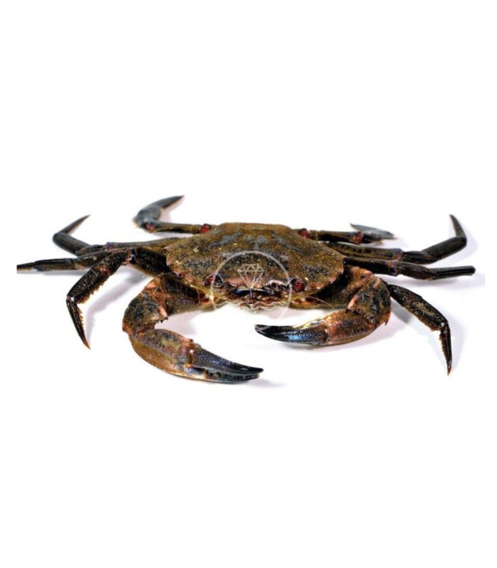 Comprar nécora viva del cantábrico | Pescadería online