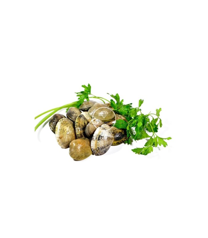 Comprar almeja fina gallega mediana