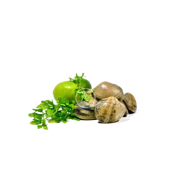 Comprar Almeja fina gallega grande