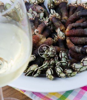 Percebe gallego gordo