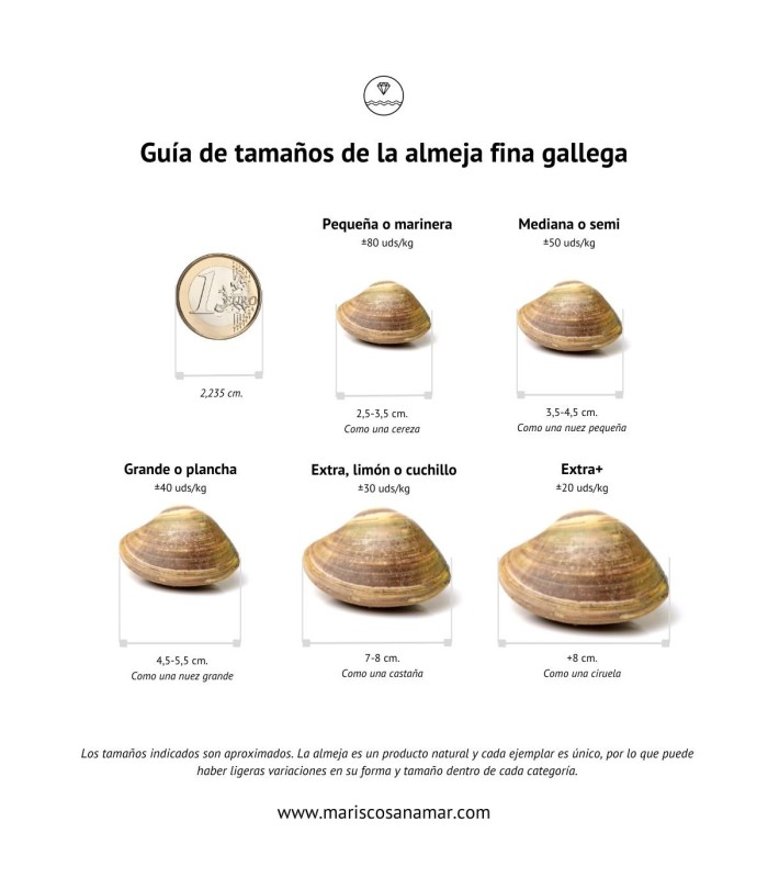 Guía de tamaños de las almejas