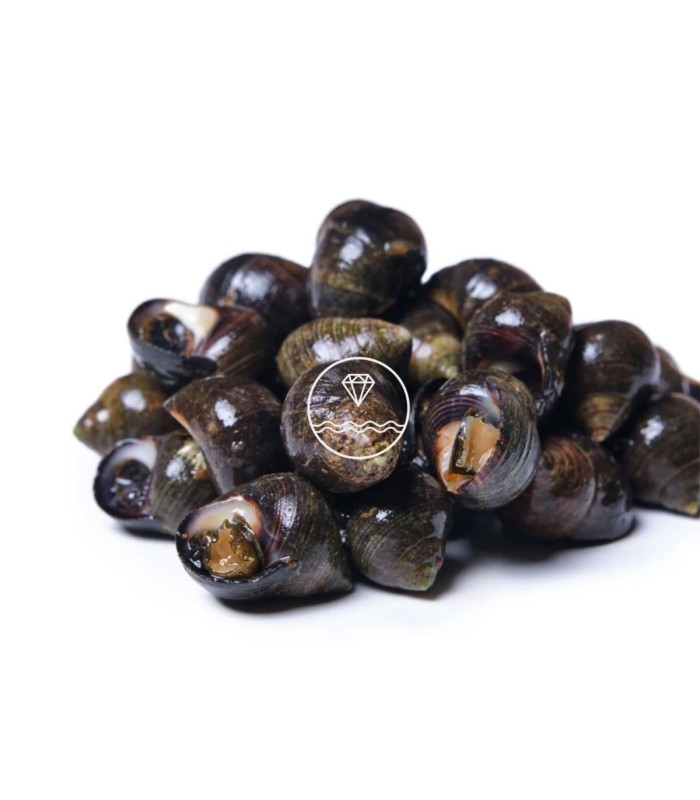 Comprar caracolillos o bígaros online | Pescadería online