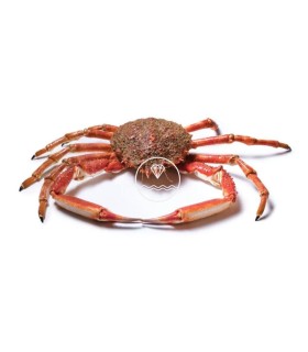 Comprar centollo del Atlántico