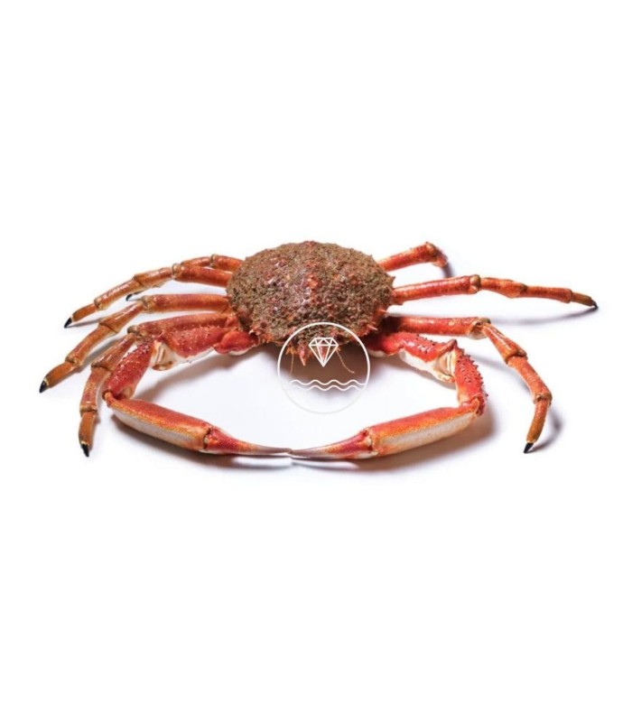 Comprar centollo del Atlántico