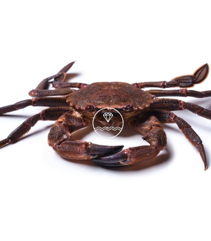 Comprar nécora viva del cantábrico | Pescadería online