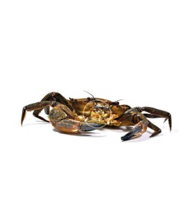 Comprar nécora del Cantábrico gorda