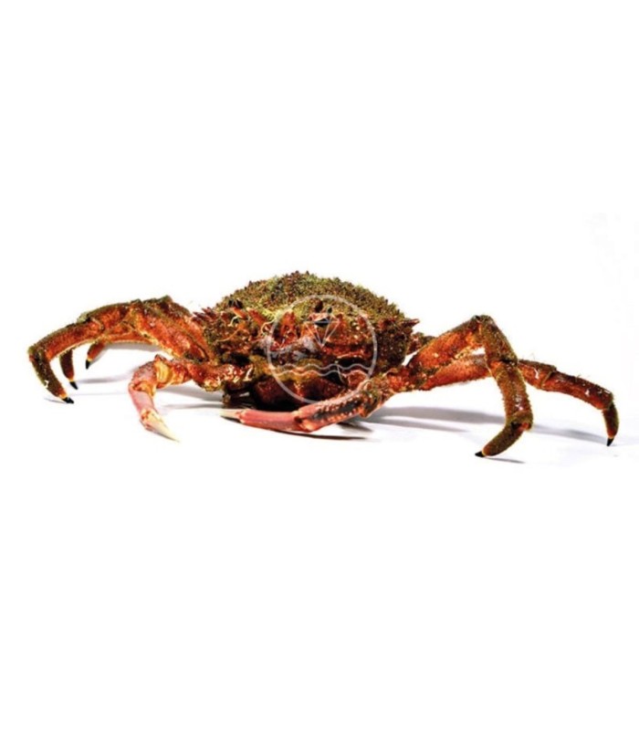 Comprar centolla de las Rías Gallegas | Mariscos Anamar | Envío en 24 horas