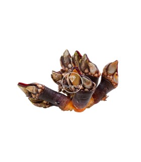 Percebe gallego especial | comprar percebe online