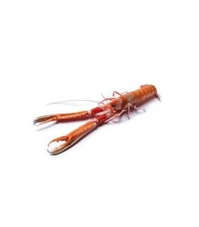 Cigalas